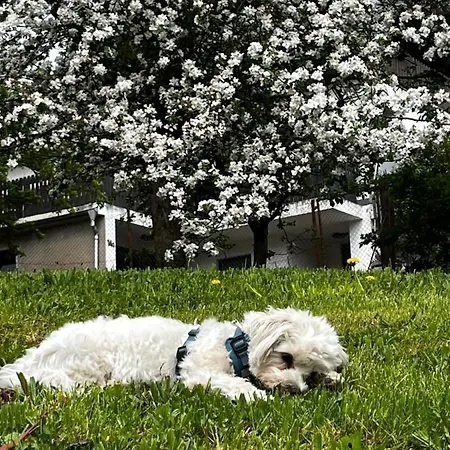 Makowitschka Крайша